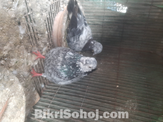 গিরিবাজ কবুতর